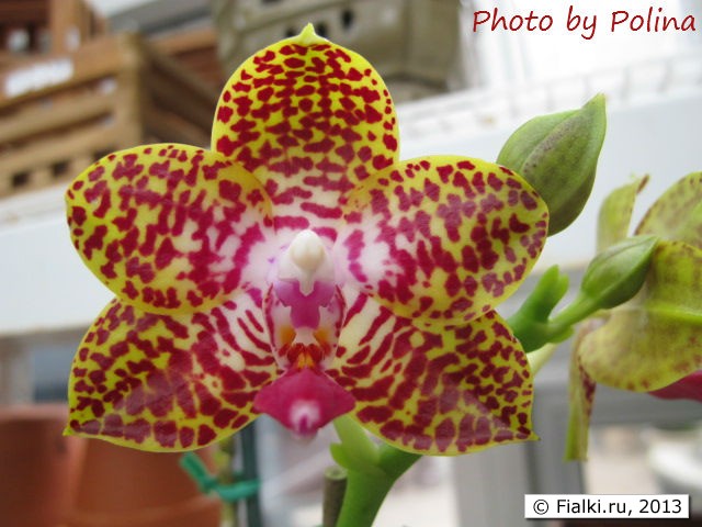 orchid