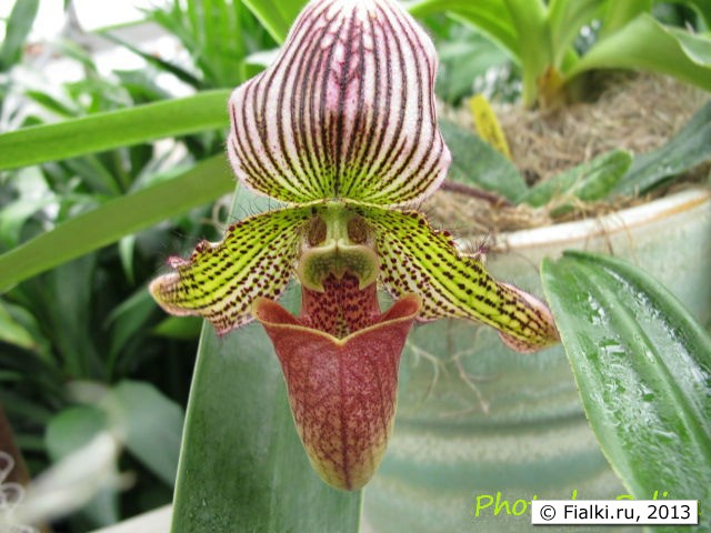 orchid