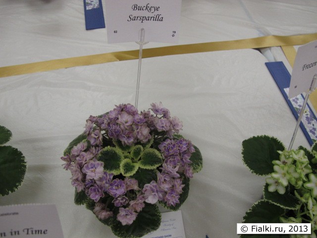 plant