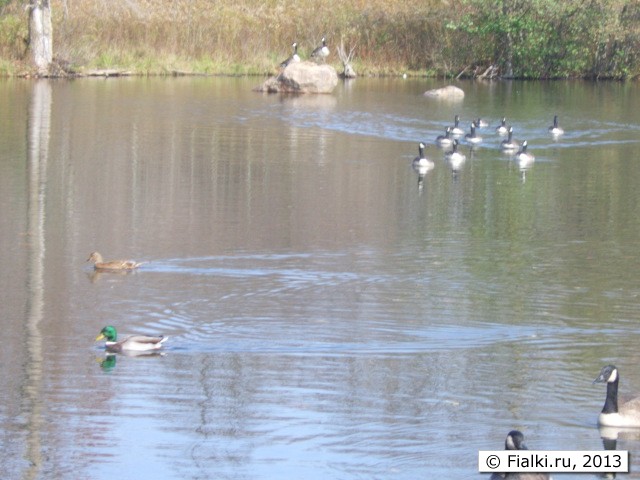 swimming to me