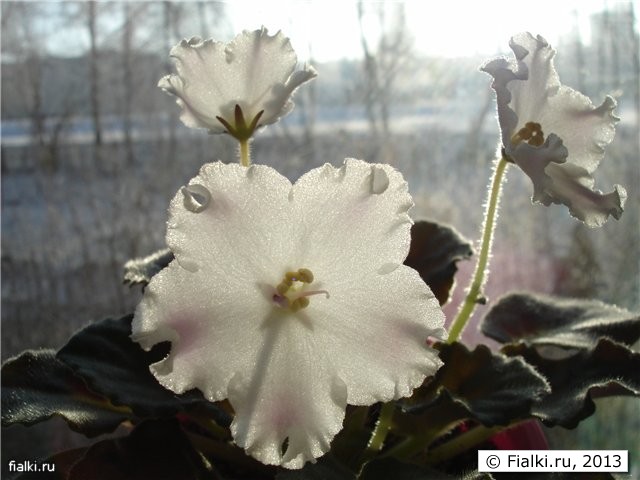 розовое облачко