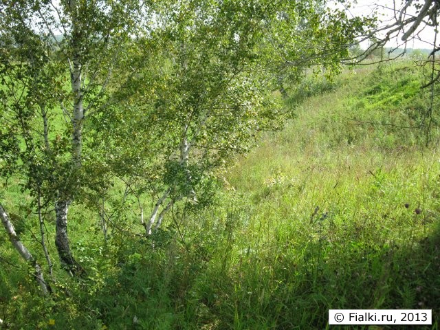 дорога