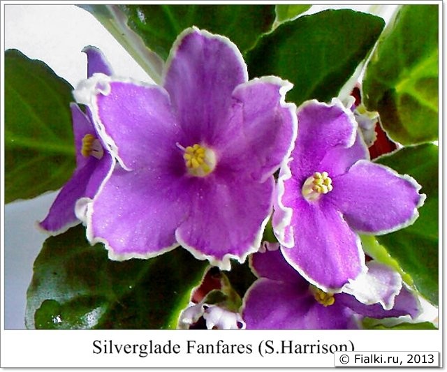 Silverglade Fanfares фиалка