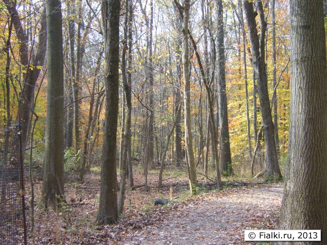 woods