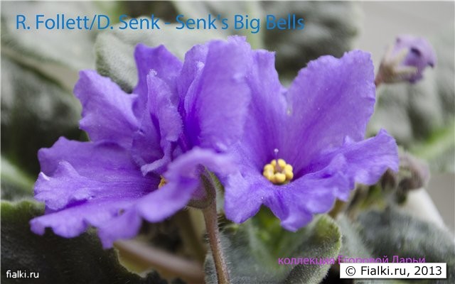 Senk's Big Bells