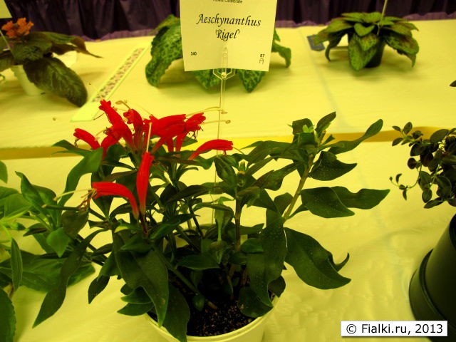 plant