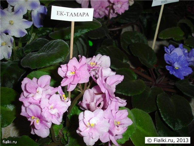 ЕК-Тамара