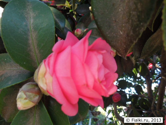 flower