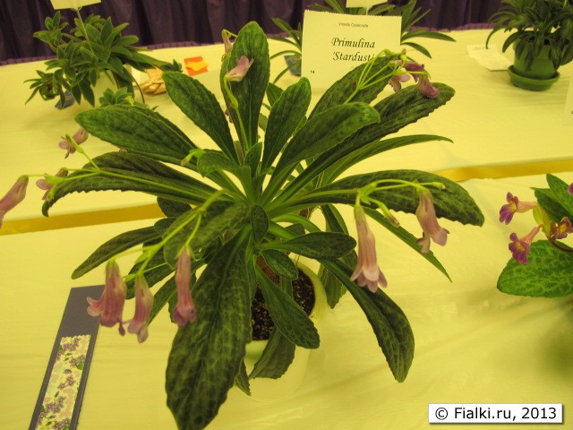 plant