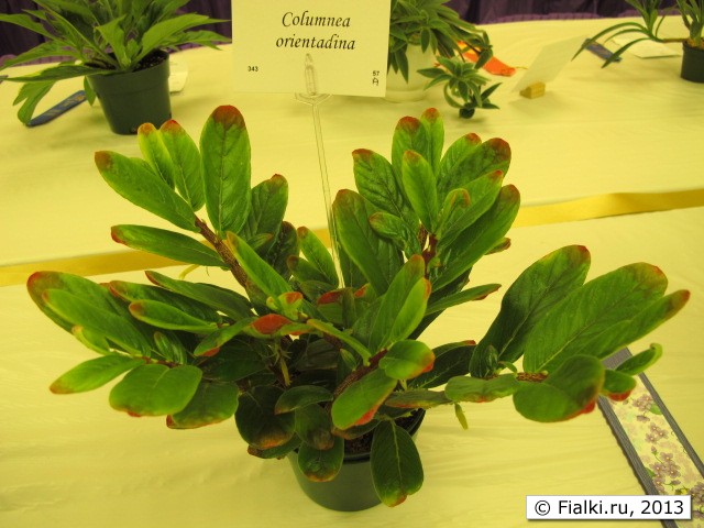 plant