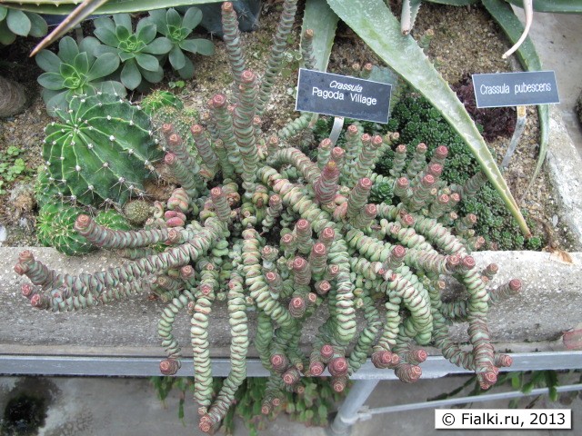 plant