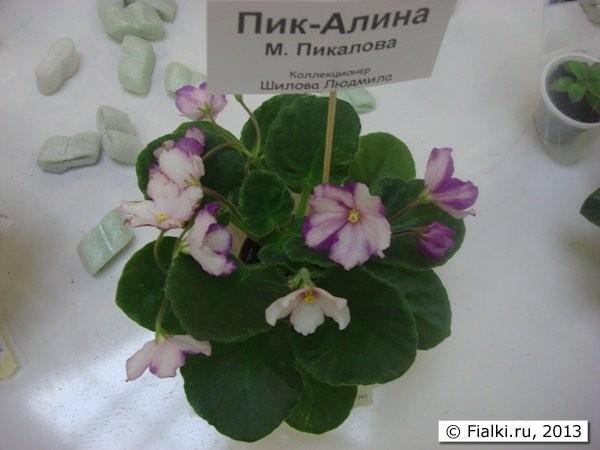 мини фиалка