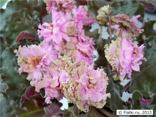 Iland Rose