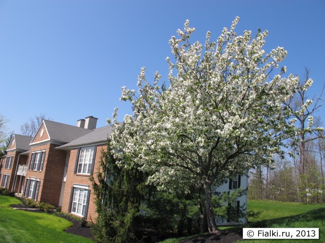 tree in bloom