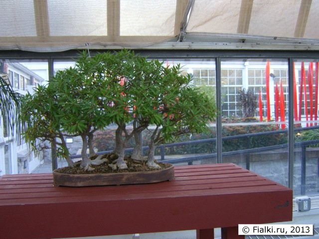 bonzai 1