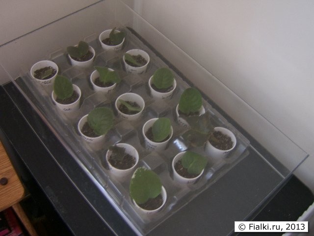 plastic tray