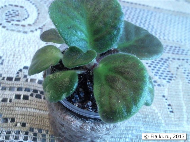 асимметричная детка