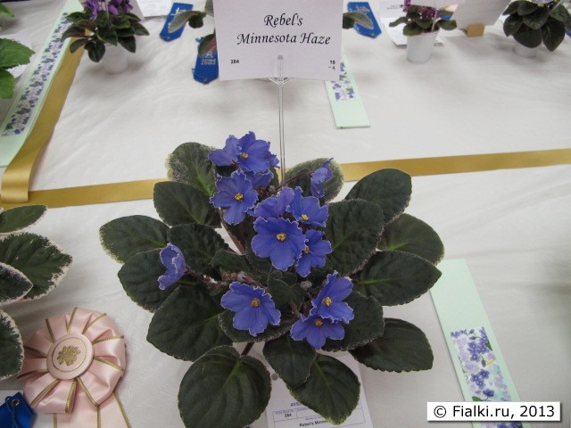 plant