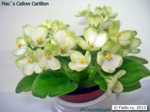 Mac's Callow Carillion