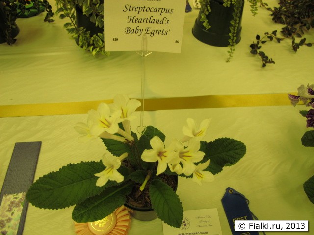 plant