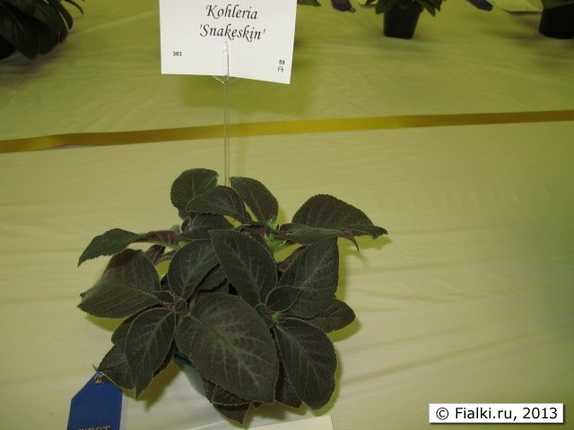 plant