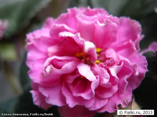 Buckeye Bubblegum (Бакай Баблгам), Hancock