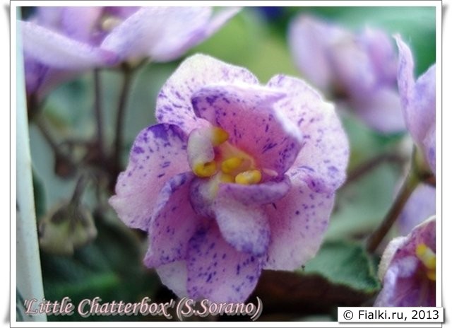 Little Chatterbox
