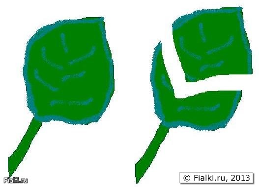 Разрез листа