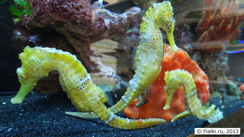 sea horses