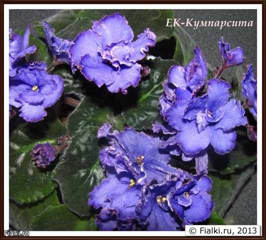 ЕК-Кумпарсита