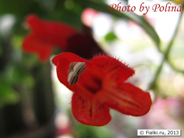 plant