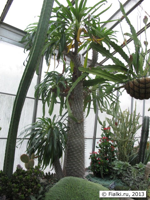 plant