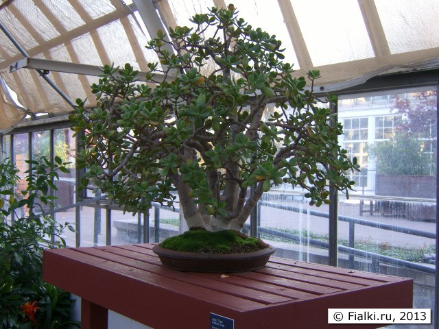bonzai 2