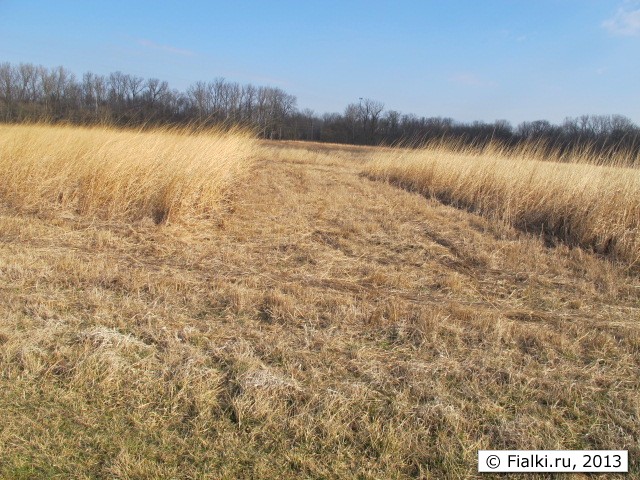 field
