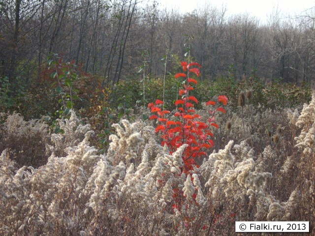 red bush