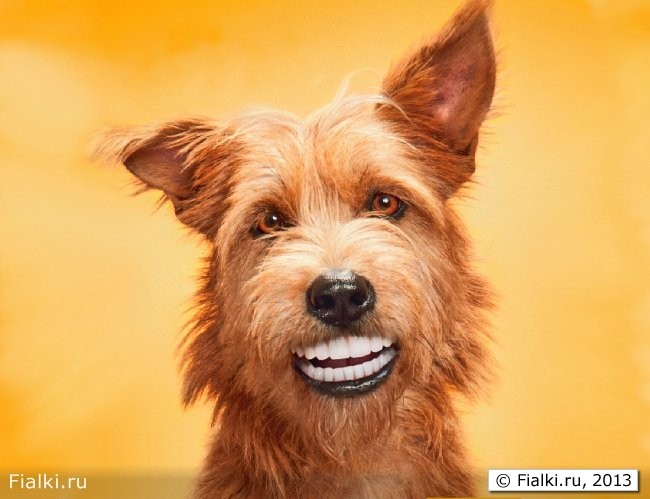 Собака с человеческими зубами