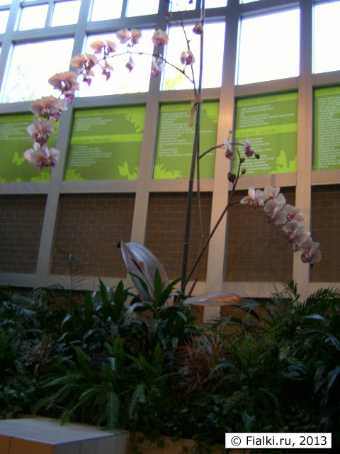 orchid 2