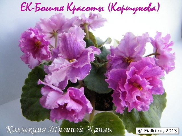 ЕК-Богиня Красоты (Коршунова)