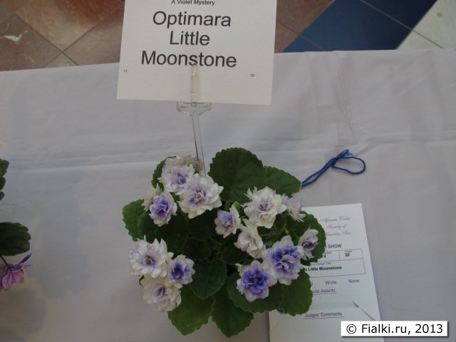 Optimara Little Moonstone