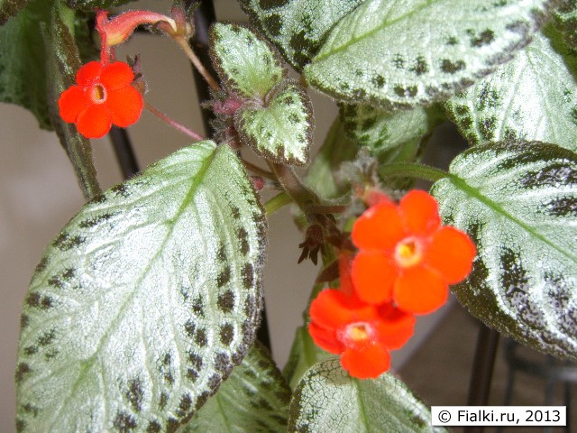 pes bloom