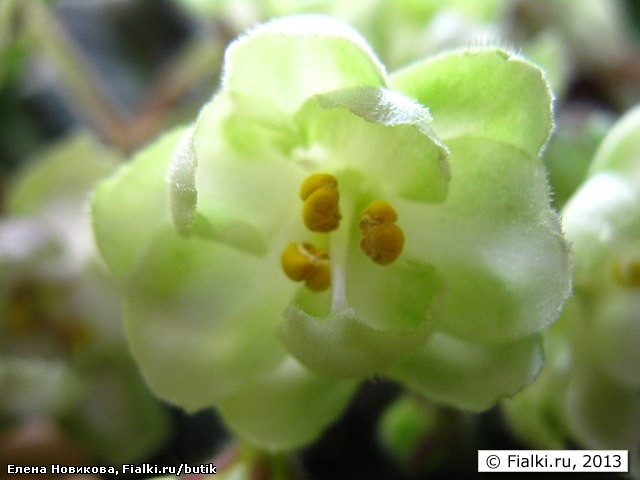 Emerald Love (Эмералд Лав), Kolb