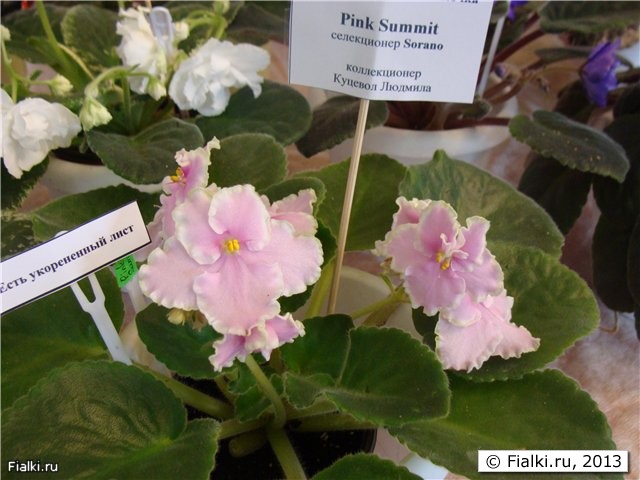 Pink Summit