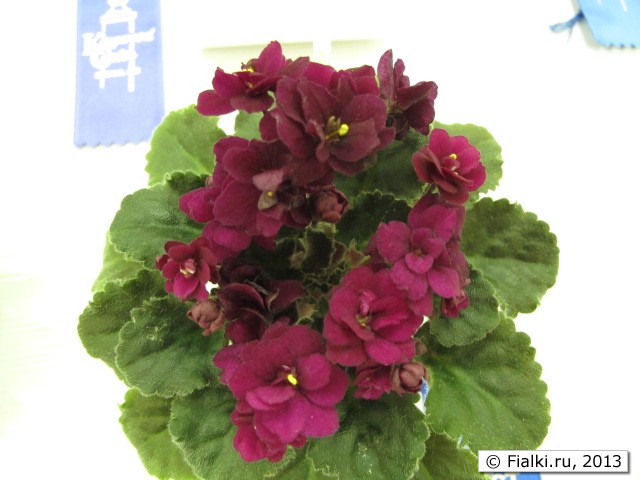 plant