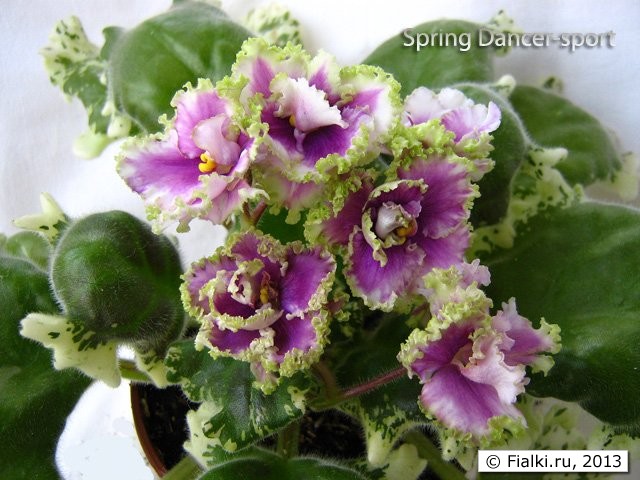 Spring Dancer-sport