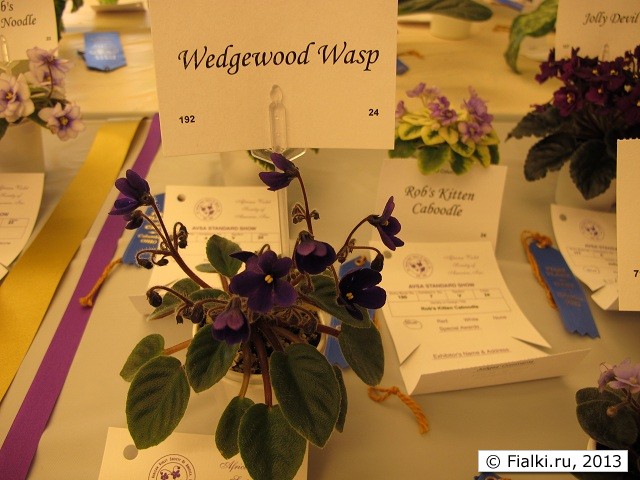 Wedgewood Wasp
