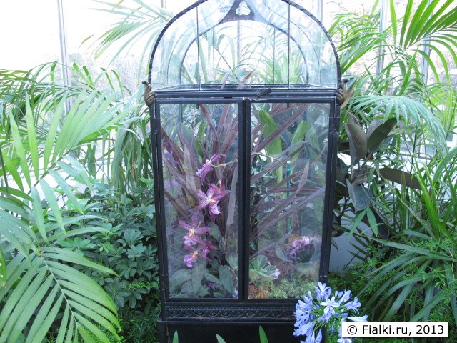 orchid