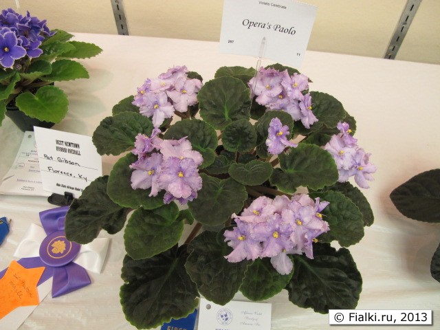 plant