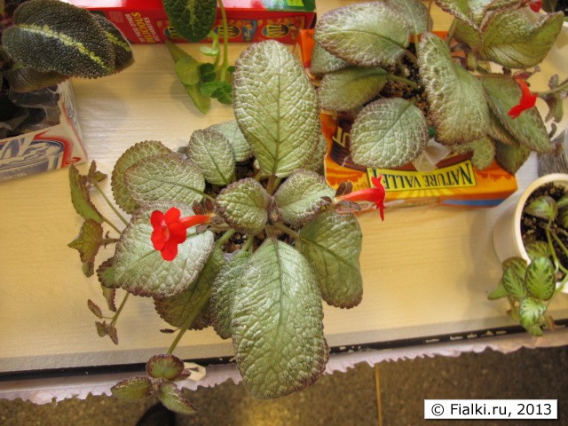 episcia