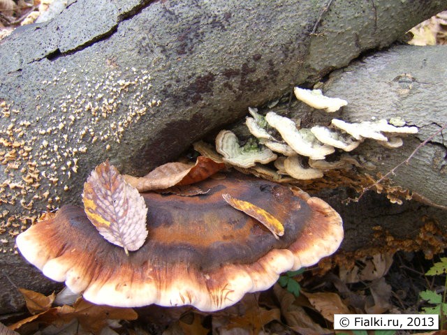 mashroom 1