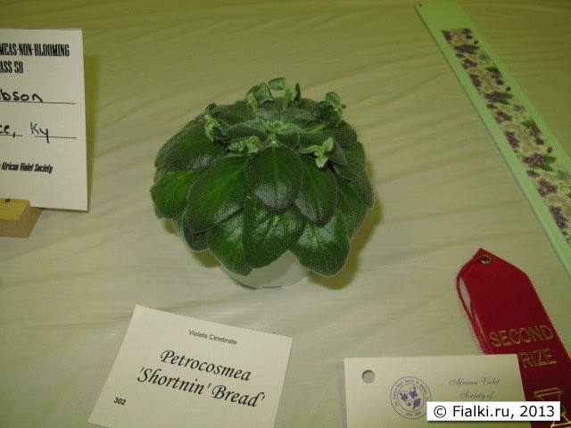 plant